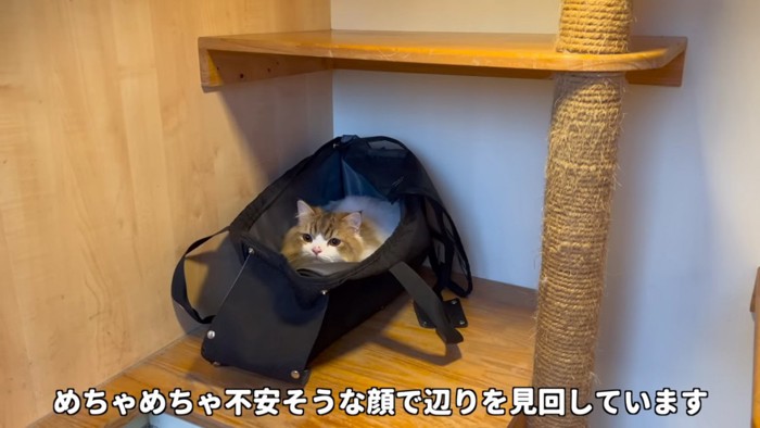 キャリーの中で小さくなる猫