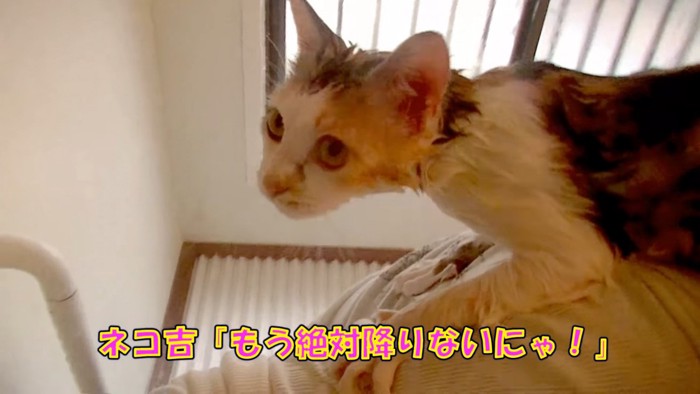 人の肩に乗る猫