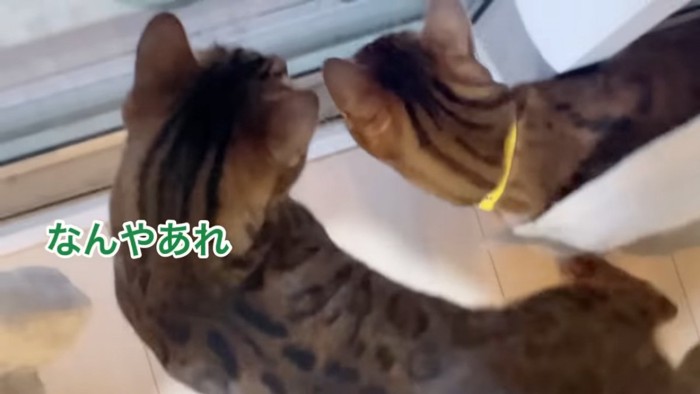 上から見た2匹の猫