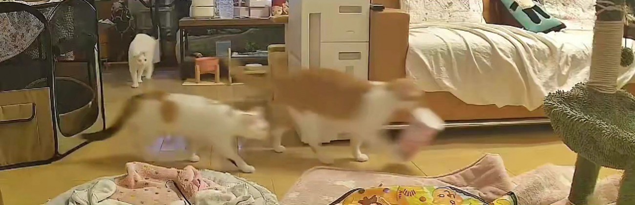 キッチンから出てくる猫たち
