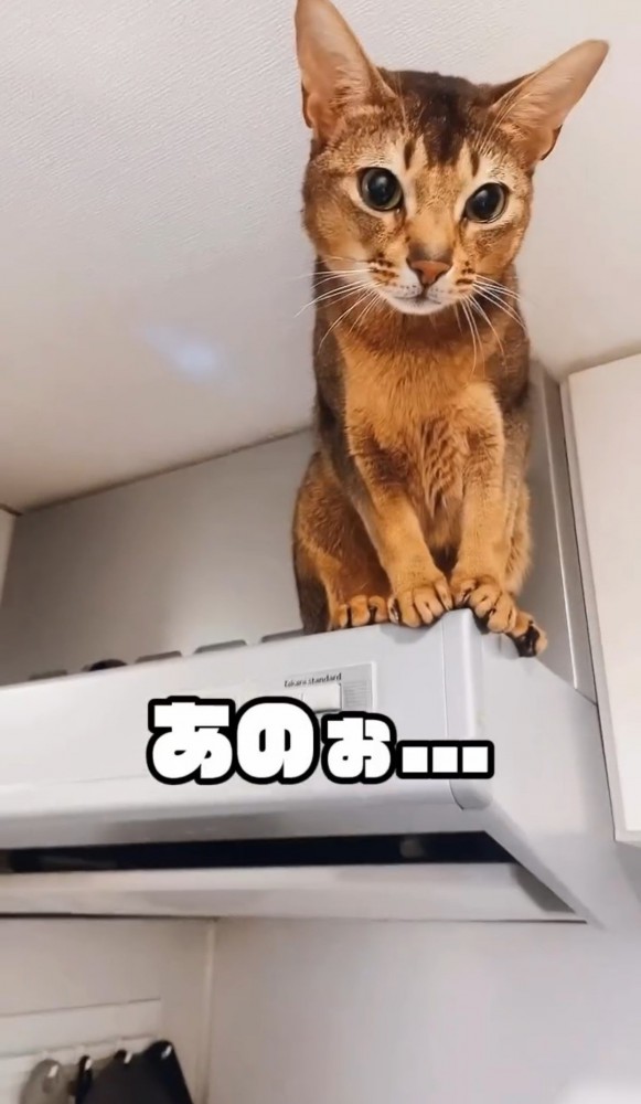 レンジフードの上の猫1