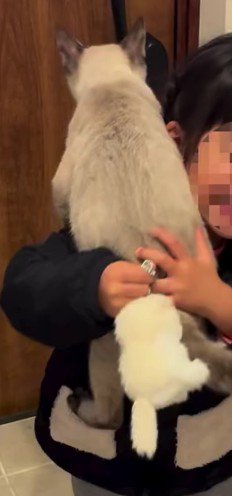 女の子に飛びつく猫