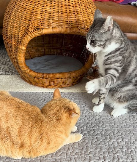 左足で茶トラ猫を触ろうとするサバ白猫