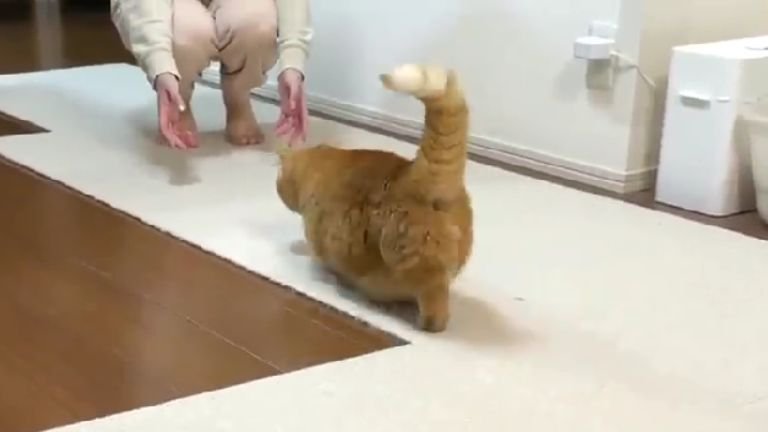 室内にいる猫