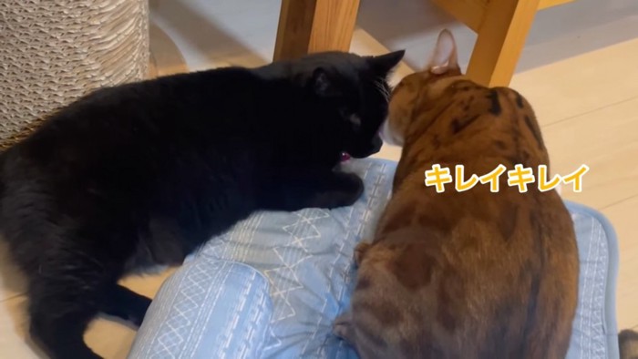 顔をなめられる黒猫