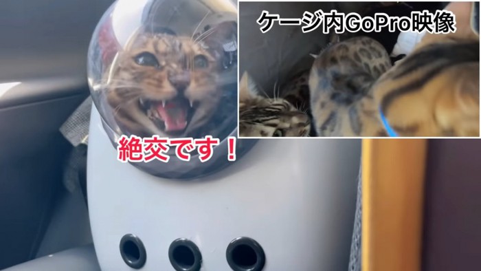 キャリーバッグの中で鳴く猫