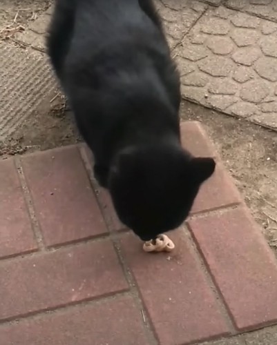 庭のタイルの上でチュールを食べている猫