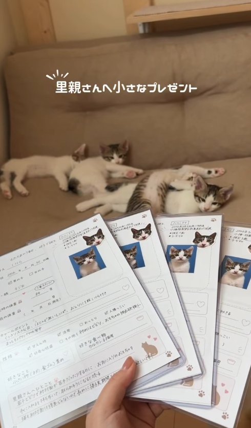 ソファの上で横になる4匹の子猫と紙を持った飼い主の手