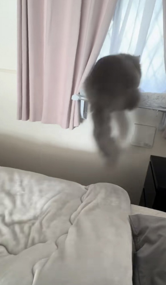 猫がジャンプする写真