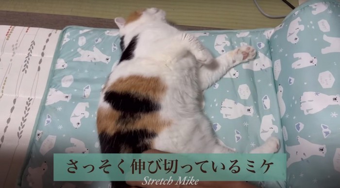 寝転ぶ三毛猫