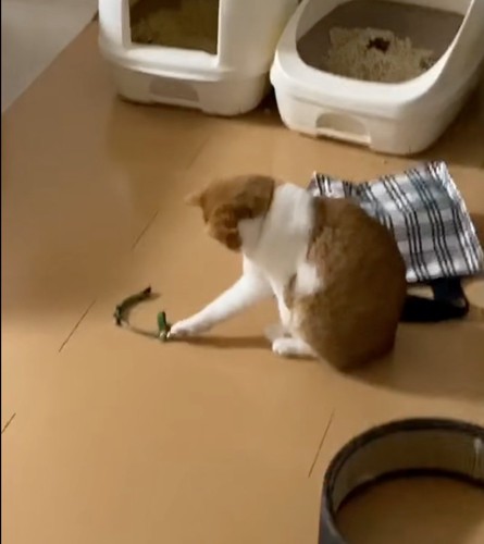 前足の先端だけを動かす