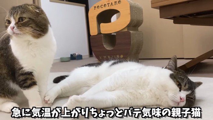 横になる猫と座る猫