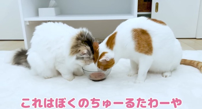 ご飯を食べる猫