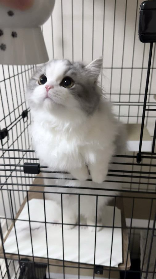 上を見上げる猫