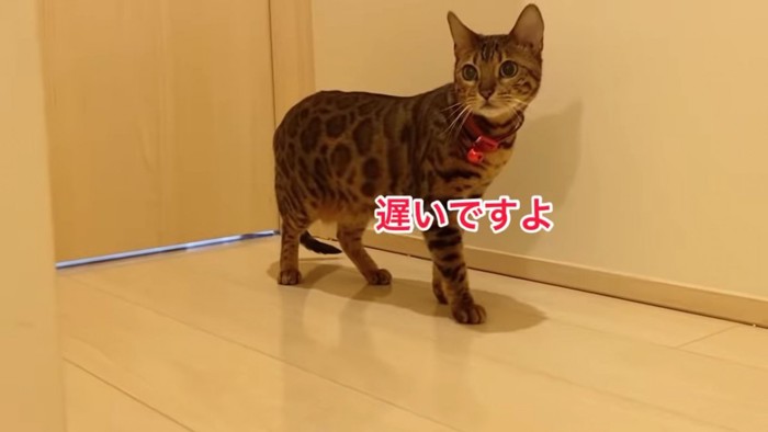 ドアの前で立つ猫