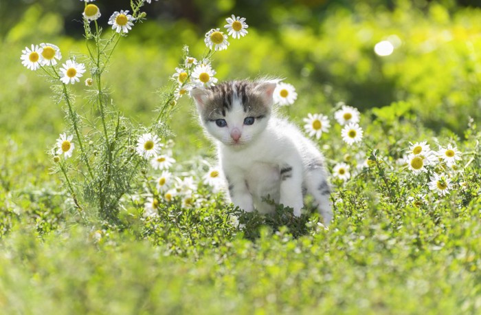 遊ぶ猫