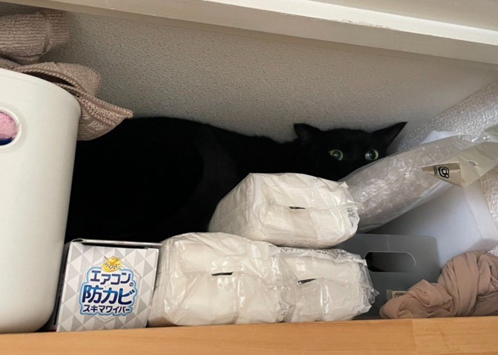 物置にいる猫