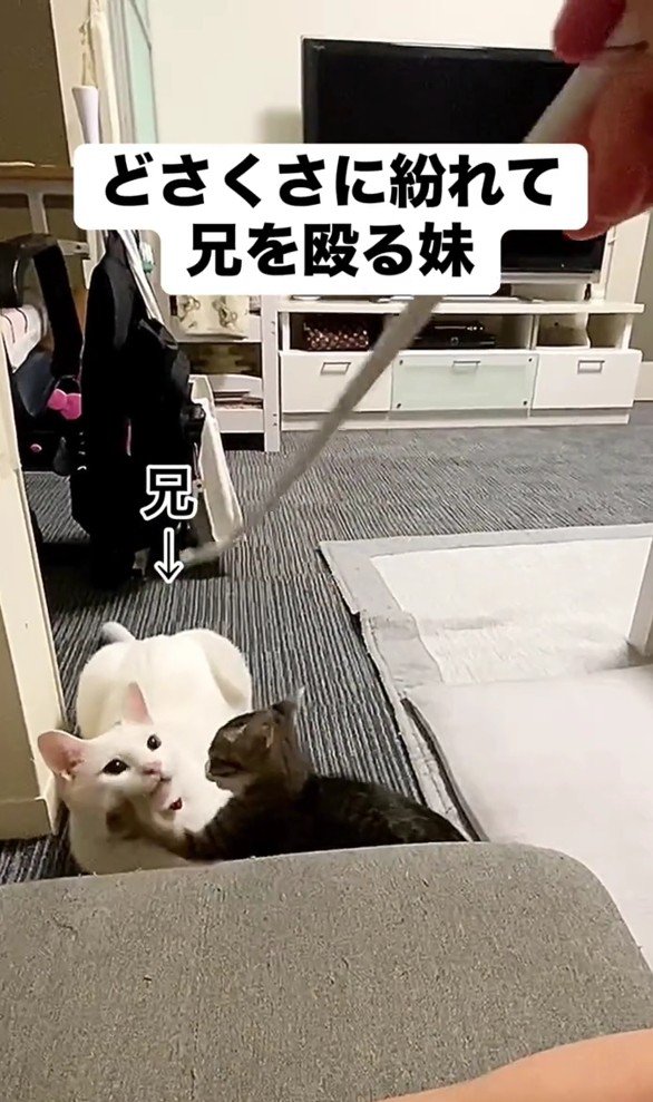 幸吉くんを叩くレアちゃん