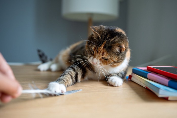 鳥の羽をおもちゃに猫と遊ぶ