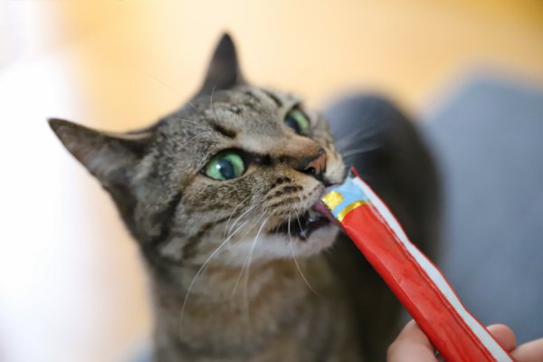 ちゅーるを食べる猫