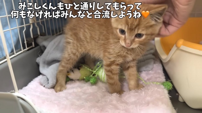 ケージの中にいる子猫