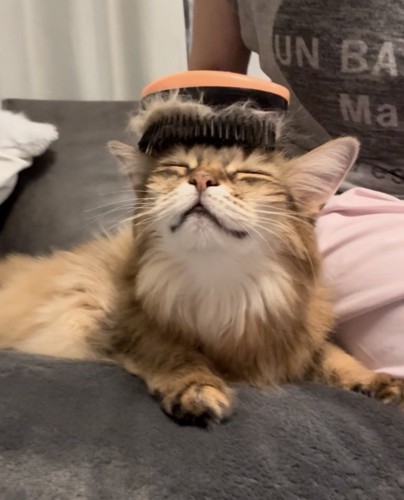 ブラッシングされる茶柄の猫