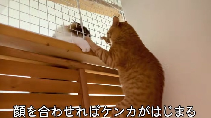 けんかをしている猫