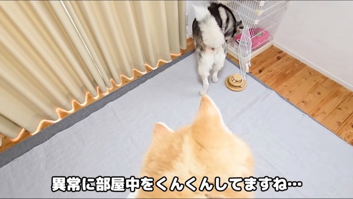 子猫のケージに頭を入れるハスキー犬