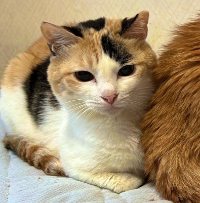 オスの三毛猫