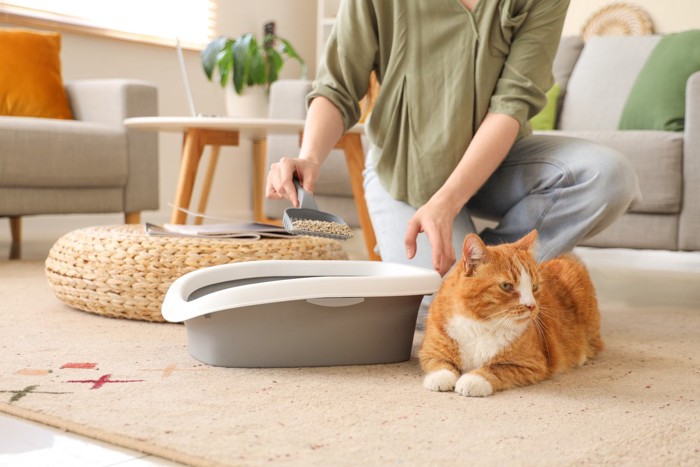 猫とトイレ