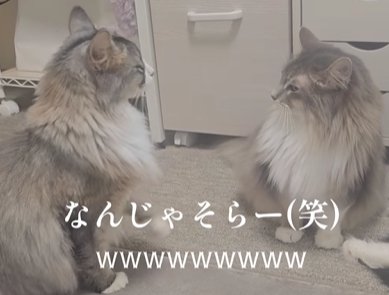 2匹の猫が向い合せに座っている（なんじゃそらー（笑））