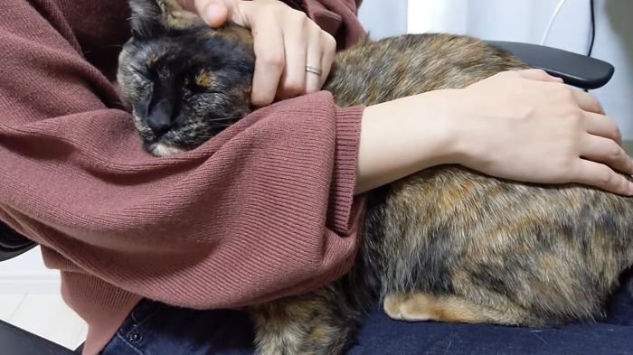 膝に乗るももちゃん
