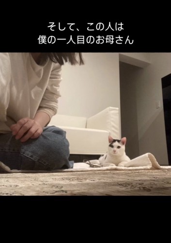 飼い主と遊ぶ猫