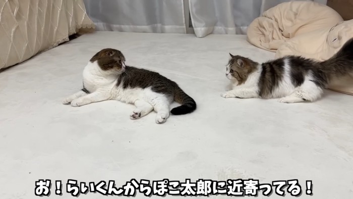 寝そべる成猫と後ろにいる子猫