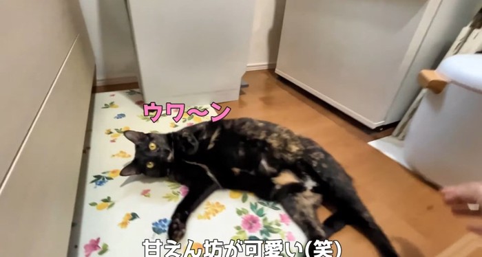 お腹を出す猫