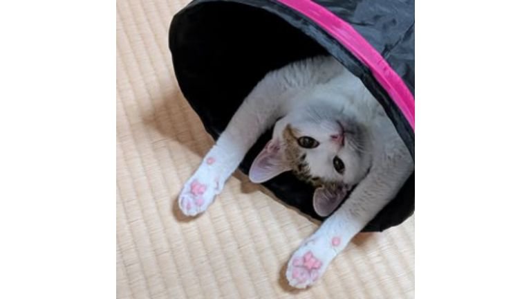 寝転がる猫