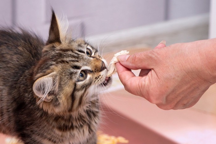 鶏肉を食べる猫