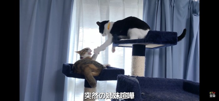 喧嘩する猫