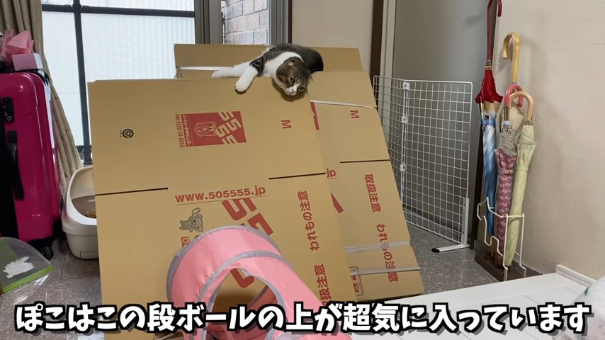 束ねたダンボールの上にいる猫