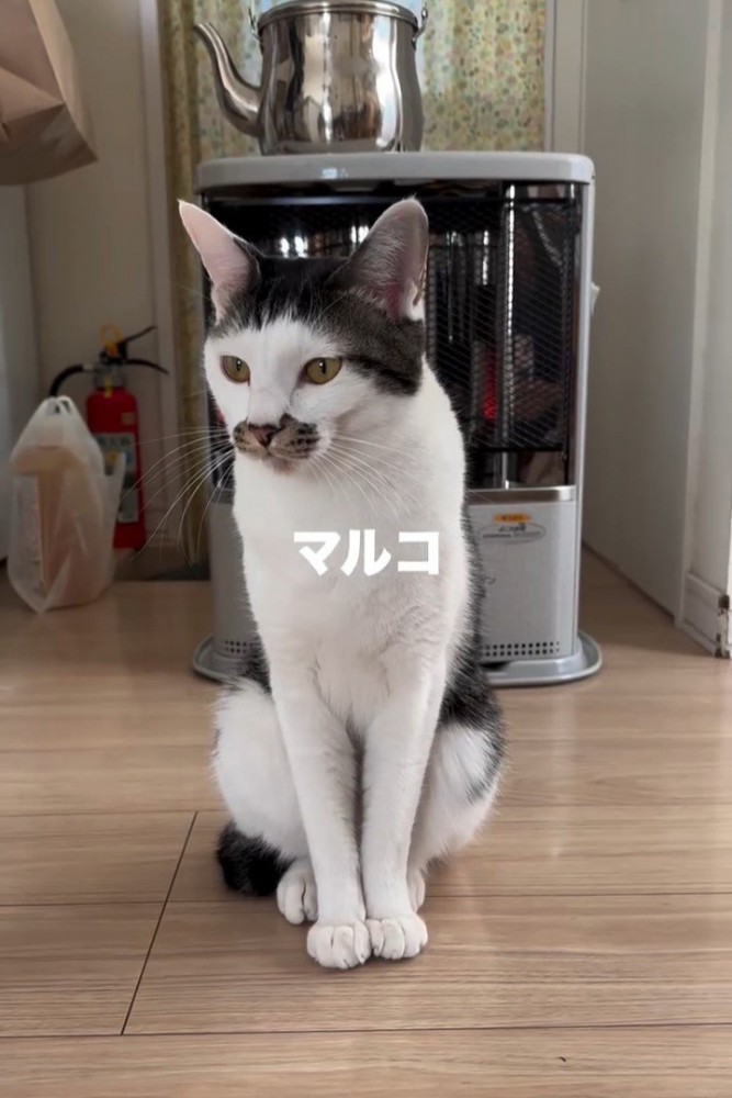 ストーブの前に座る猫