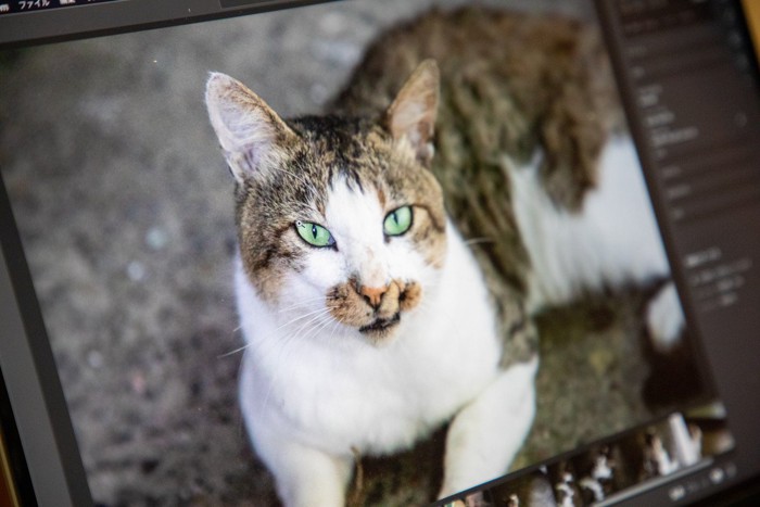 パソコン画面に写っている猫