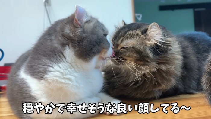 幸せな顔の猫