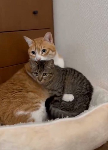 子猫を抱きしめ直す猫