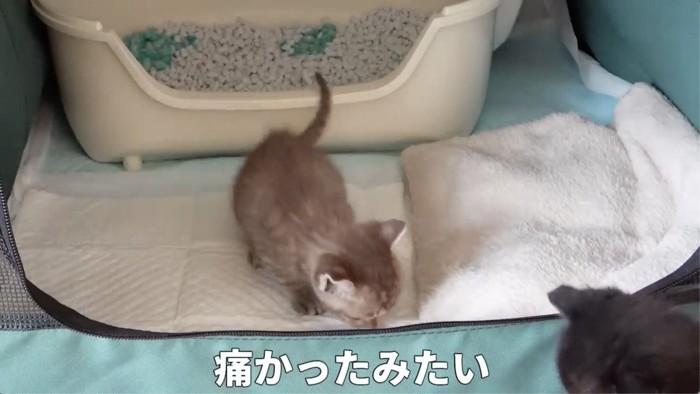 痛そうにする猫