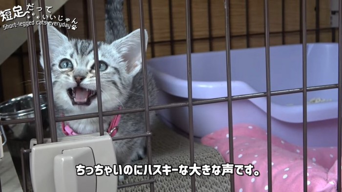 ケージの中で鳴く子猫