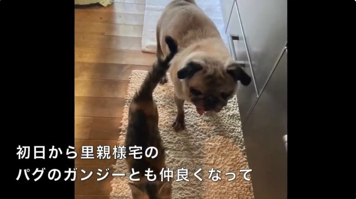 パグと三毛の子猫