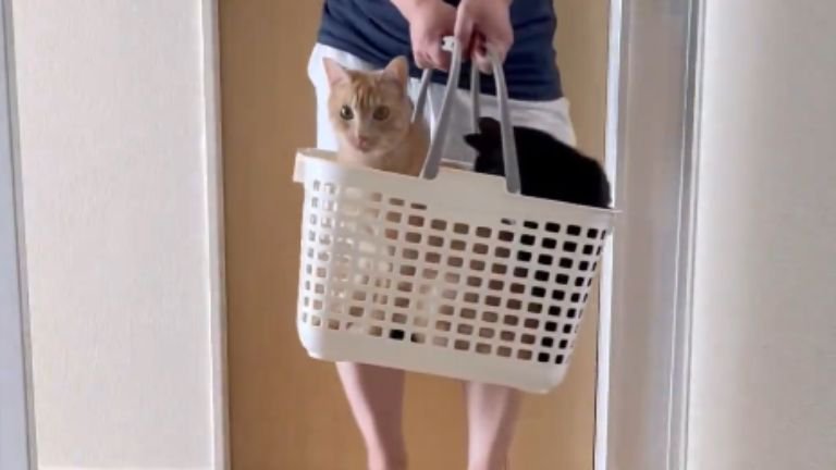 室内にいる猫