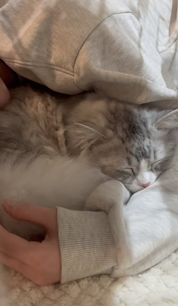 猫が寝ている写真