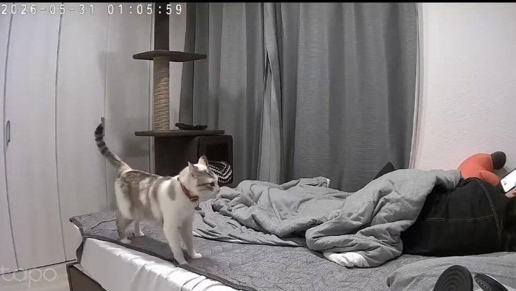 飼い主に向かって鳴く猫