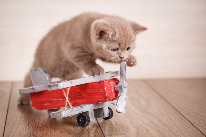 飛行機のおもちゃと子猫